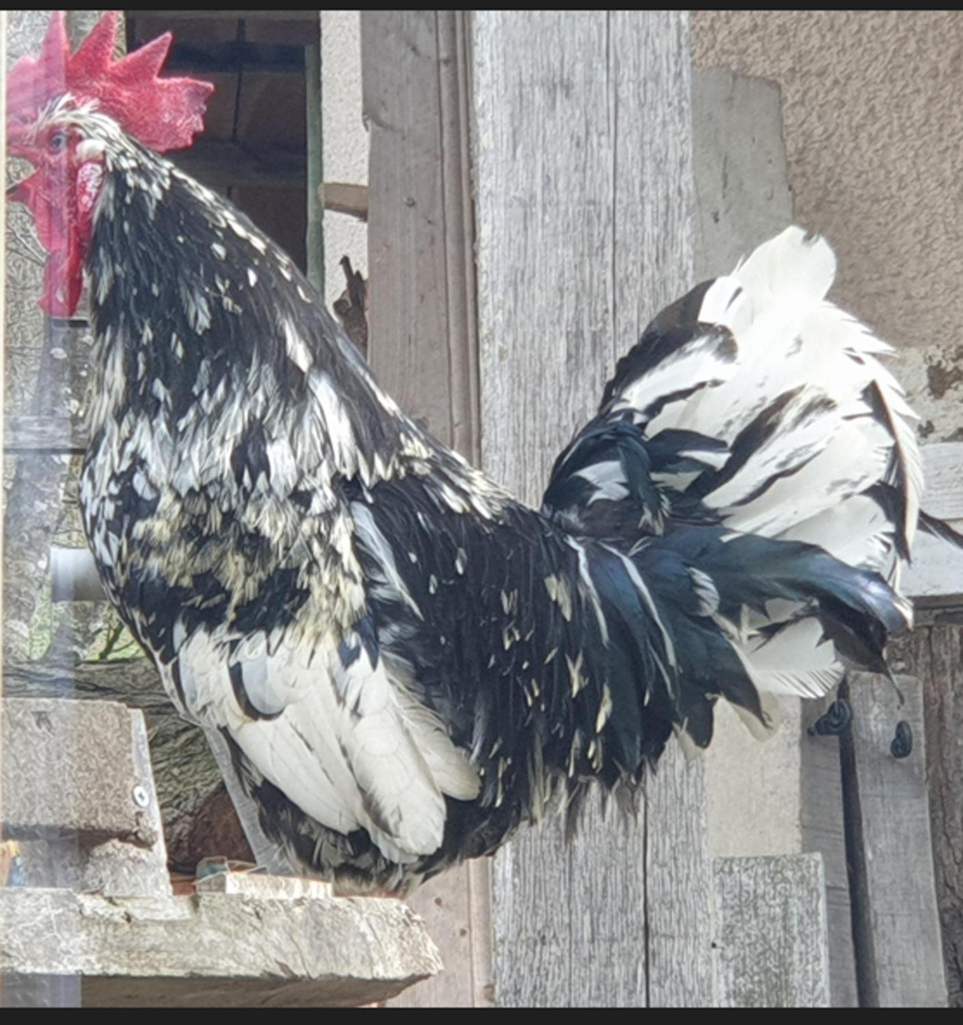 Seuls en Pleine Nature - Gîte la Côte Blanche Puygaillard-de-Quercy Exterior foto